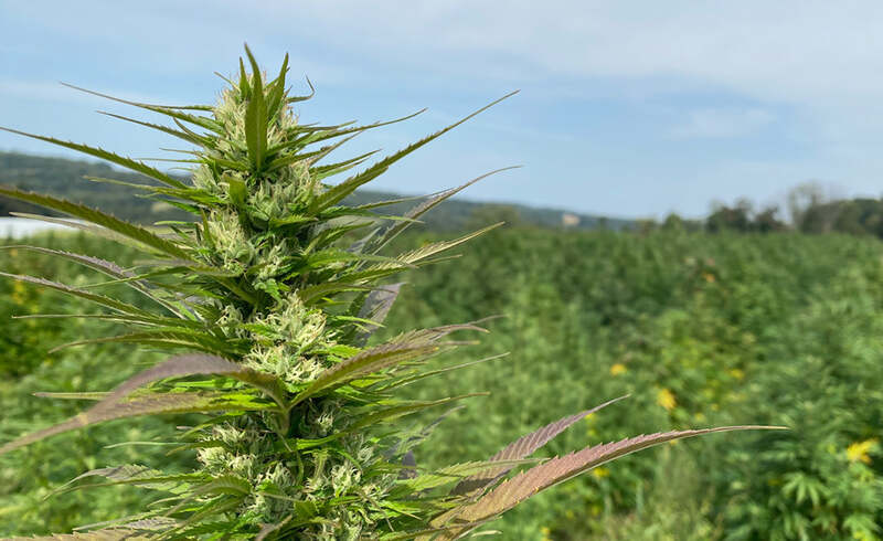 Is Lancaster, PA a Good Place for Hemp?
