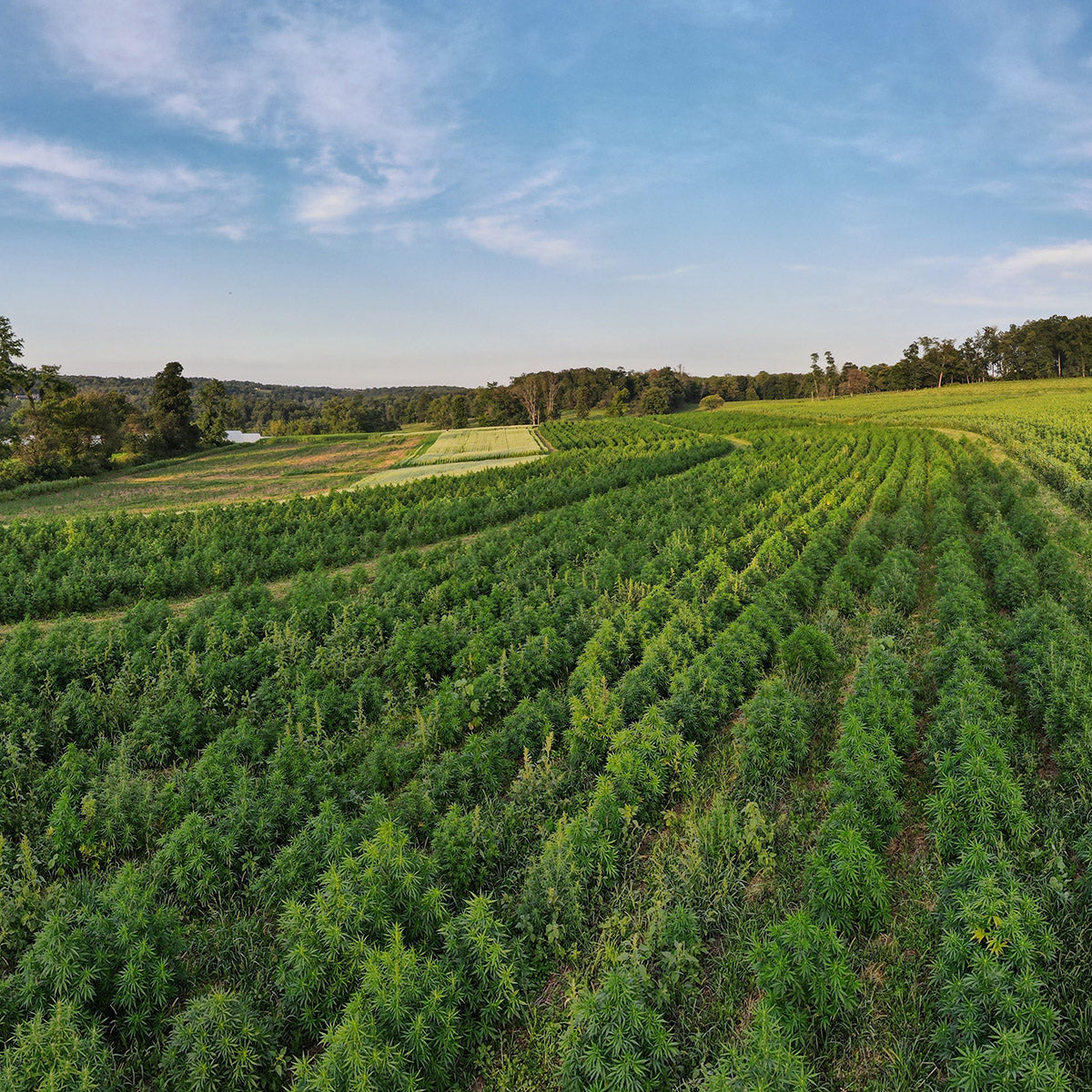 CBD hemp growing in Steve Groff's regenerative fields in Lancaster, PA