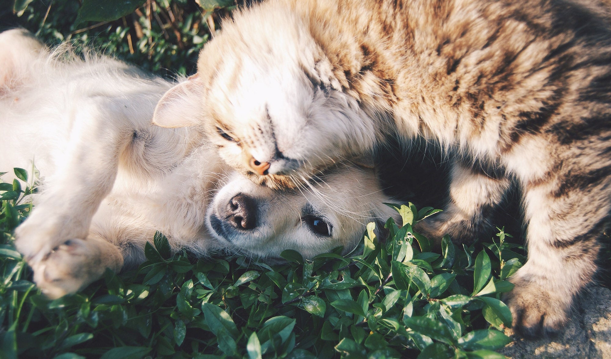 Can CBD help my pets?